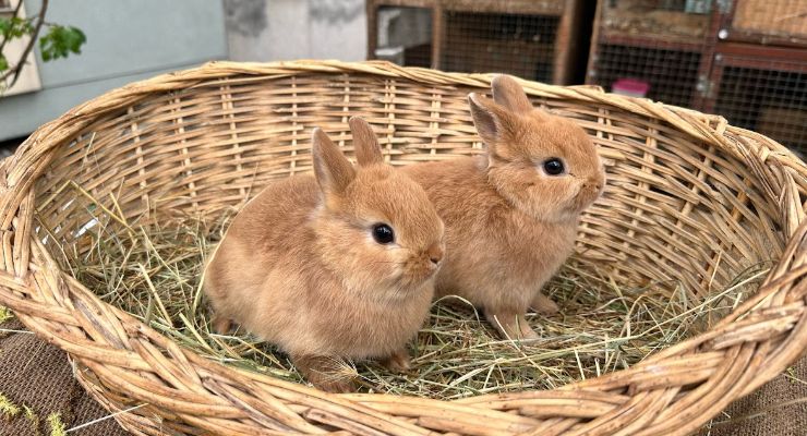 Tekirdağ Büyümeyen Tavşan