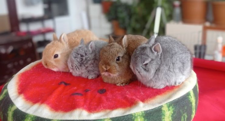 Tekirdağ Cins Tavşan