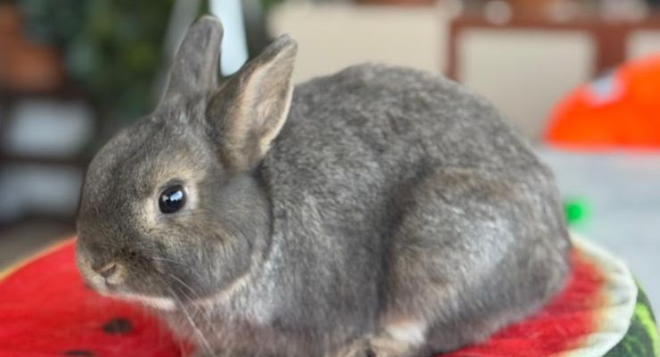 Tekirdağ Ev Tavşanı