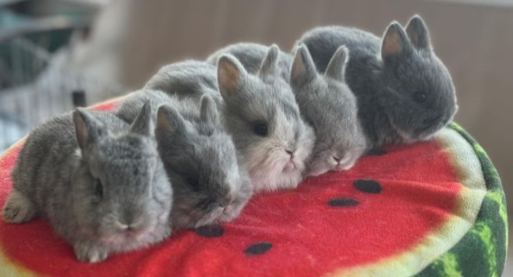 Tekirdağ Evcil Tavşan