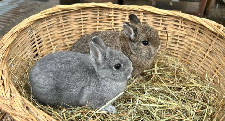 Tekirdağ Yavru Tavşan