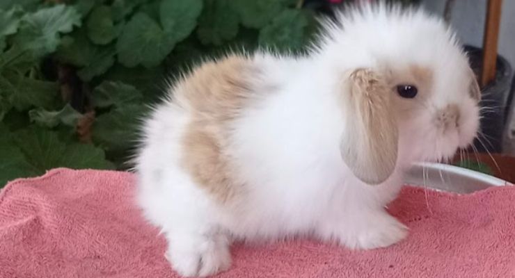 Tekirdağ Hollanda Lop Tavşan